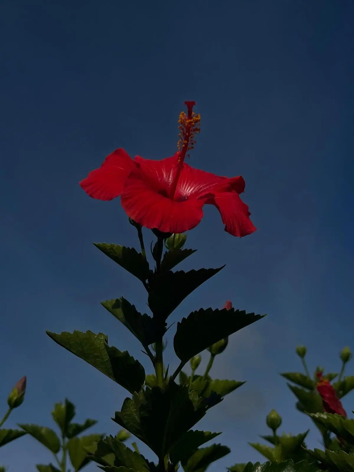 Monastery x Coppola Hydrating Floral Essence